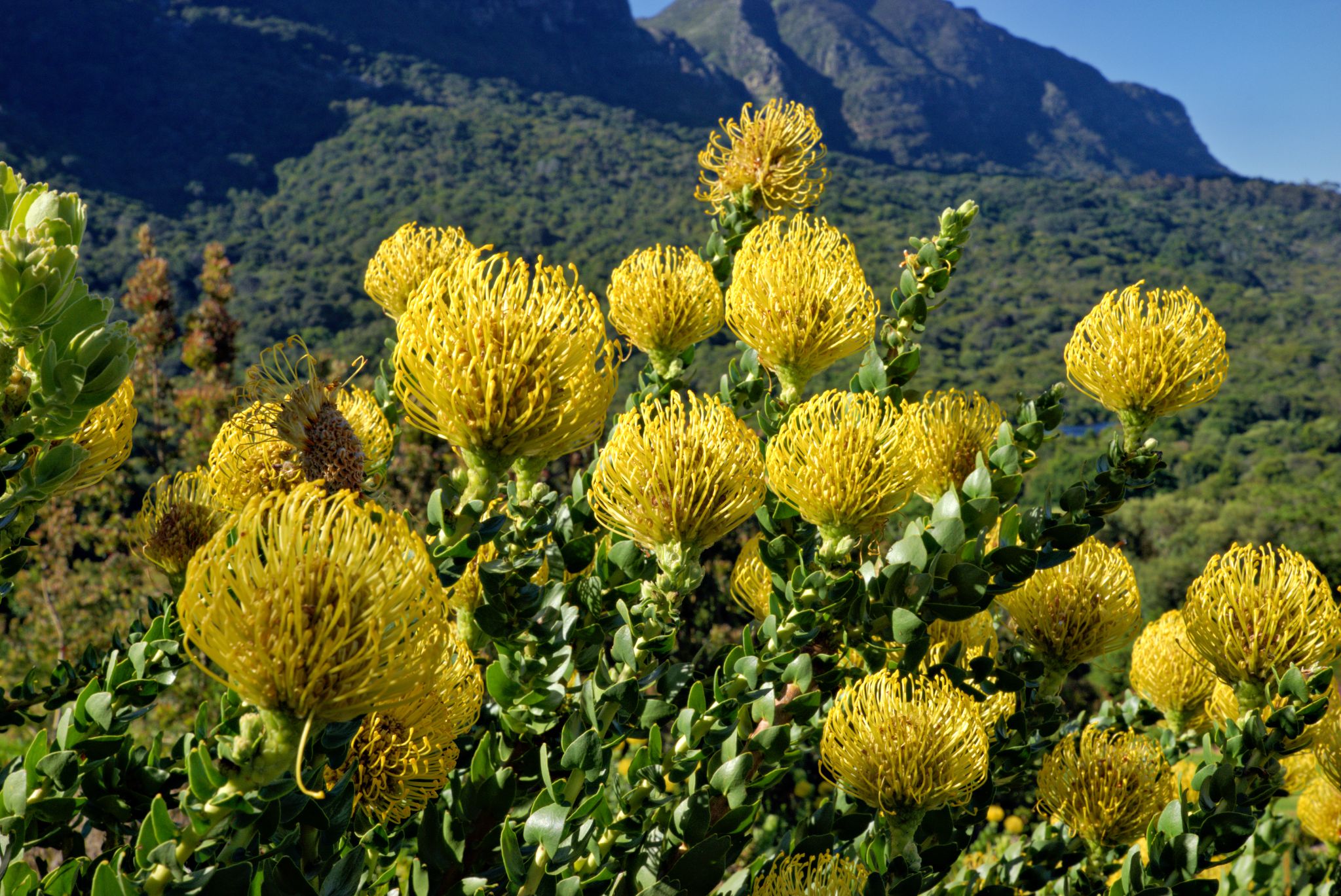 Botanischer Garten Kirstenbosch: gelbe Variante der Nadelkissen-Protea (Leucospermum cordifolium)